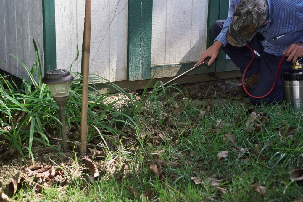 pest inspection gosford